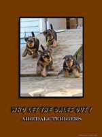 Airedale puppies photo poster